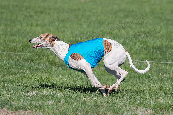 1 Prelim Fch A-4, Whisper Patron Waylon-3577
