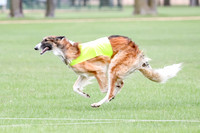 1 Prelims Borzoi Open, Bene-9202