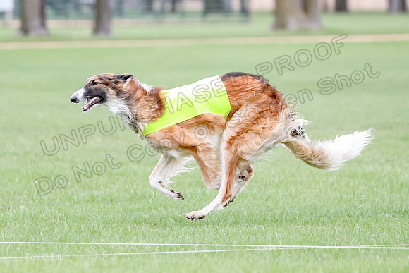 1 Prelims Borzoi Open, Bene-9202