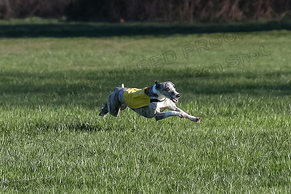 1 Prelim Open A-2, Smoke Sassy Aria-3005