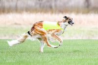 1 Prelims Borzoi Open, Bene-9192