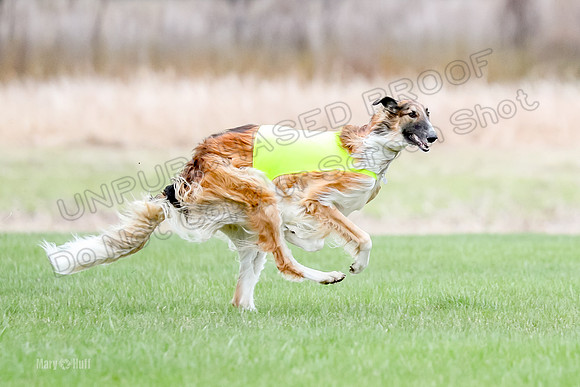 1 Prelims Borzoi Open, Bene-9192