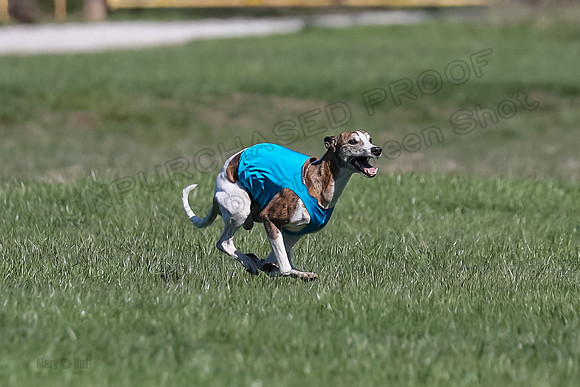 1 Prelim Fch A-4, Whisper Patron Waylon-3550