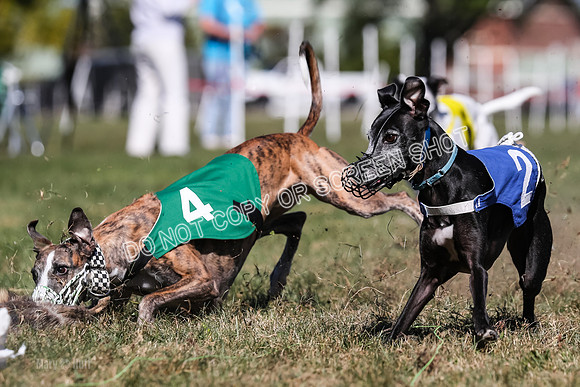 Prg 4, Race 2, Red Tipa Watson Sprig Carney-0104