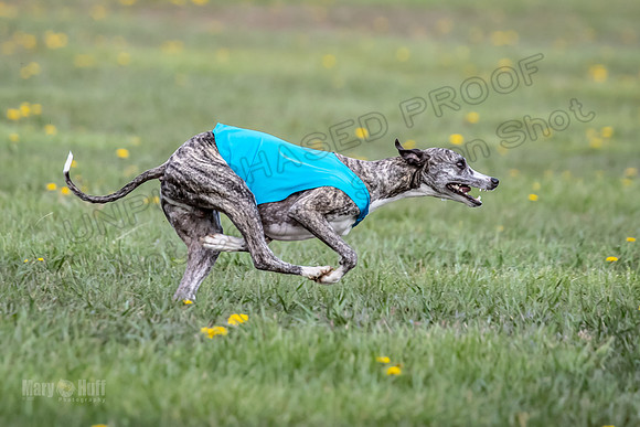 1 Prelim FCh B1 Sparky Arlo Arrow-6736