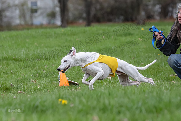 Finals Whippet Veteran-4733