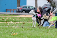 2 Finals Whippet Open, Reno Wyatt-9378