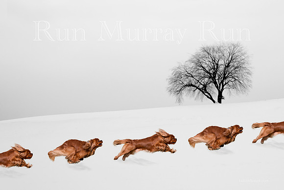 Art Winter Run Cavelier