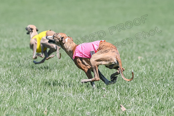 3 Finals Fch A-2, Justice Patron Thor-5006