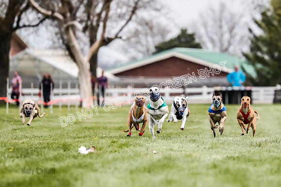 WRA, Prg 2, Race 12, Bookie Joplin Rogue Chase Jigsaw Rum-9048