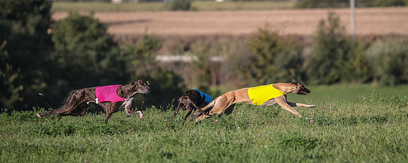 1 Prelim Open Minnie Luco Bunny-8808