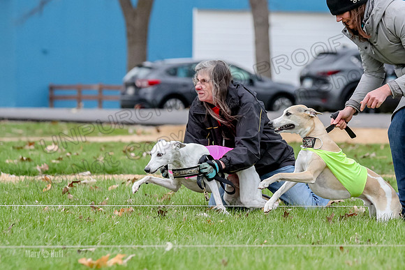 2 Finals Whippet Open, Reno Wyatt-9381