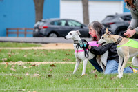 2 Finals Whippet Open, Reno Wyatt-9376