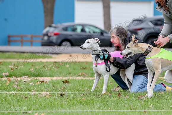 2 Finals Whippet Open, Reno Wyatt-9376