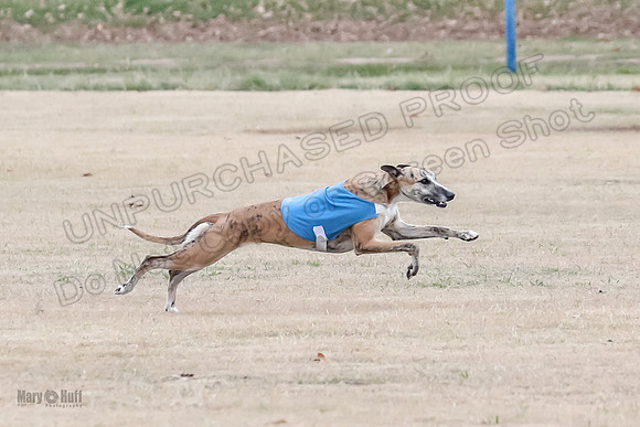 1Prelim Open 2 Shine Maverick Steel-2983