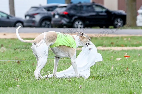 2 Finals Whippet Open, Reno Wyatt-9405