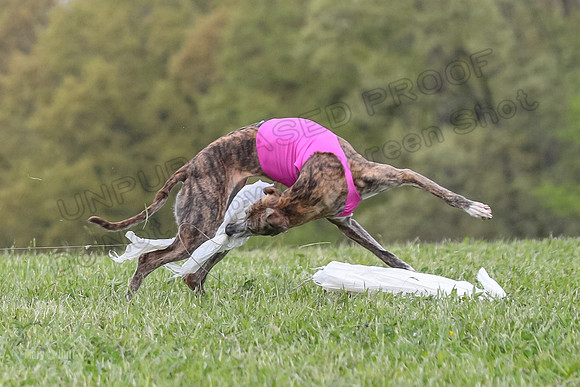 Finals Open E4, Sunshine Siren Shadow-1151