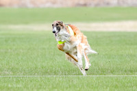 1 Prelims Borzoi Open, Bene-9200