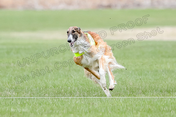 1 Prelims Borzoi Open, Bene-9200
