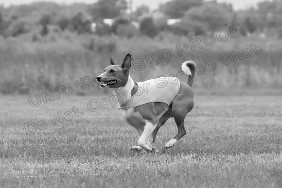 Finals Basenji-1360