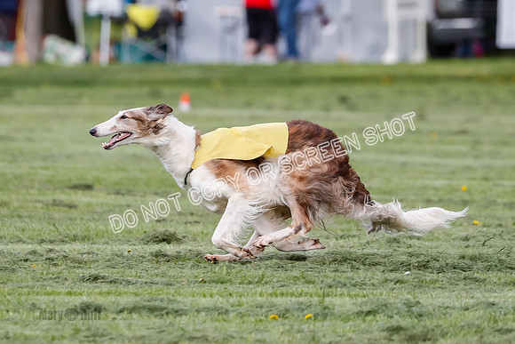 Prelim, Open, Rainbow Vera-8473