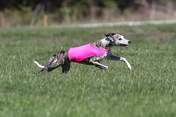 1 Prelim Fch A-1, Maeve Thor Rocky-3461