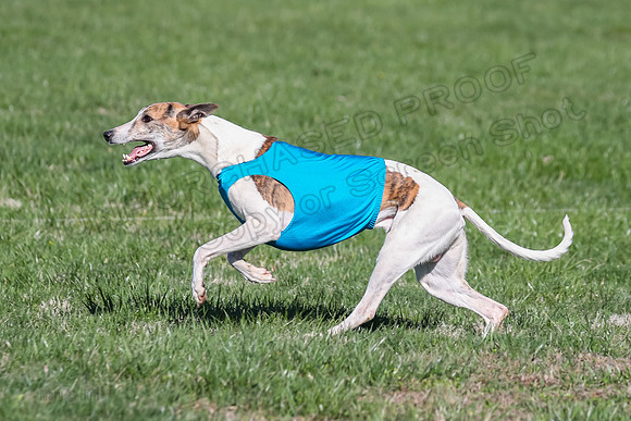 1 Prelim Fch A-4, Whisper Patron Waylon-3574