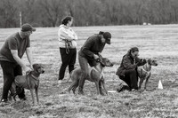 Rhodesian Black&White