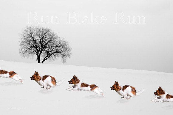 Art Winter Run Papillon