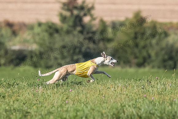 1 Prelims Open A1 Zero Fennec Indy-9185