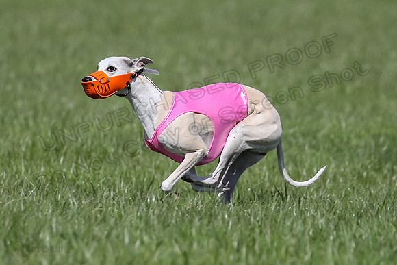 1 Prelim Vet A-3, Winnie Lynesse Suni-8489