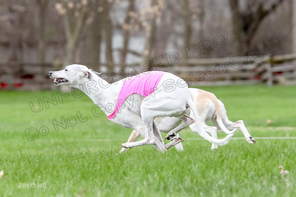 2 Finals Whippet Open, Reno Wyatt-9394
