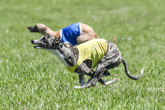 3 Finals Fch A-4, Prim Whisper Harley-5149