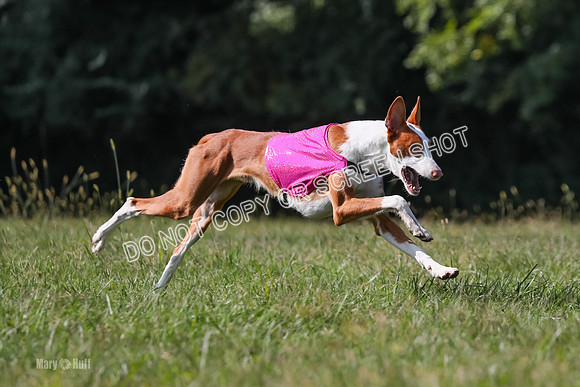 Open Prelim A1, Rose Riptide Idina-7593