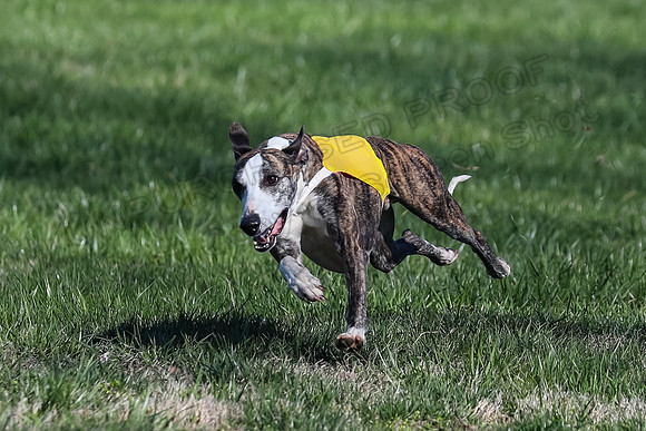 1 Prelim Fch B-2, Captain Mantle King Midas-3616