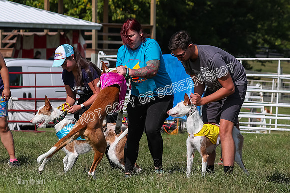 Open Prelim A1, Rose Riptide Idina-7550