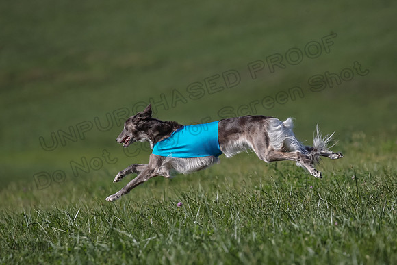 1 Prelims Fch 1 Kelso Wiings Foxy-5617