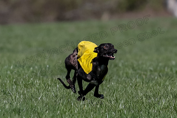 1 Prelim Fch B-5, Sealli Janey-3683