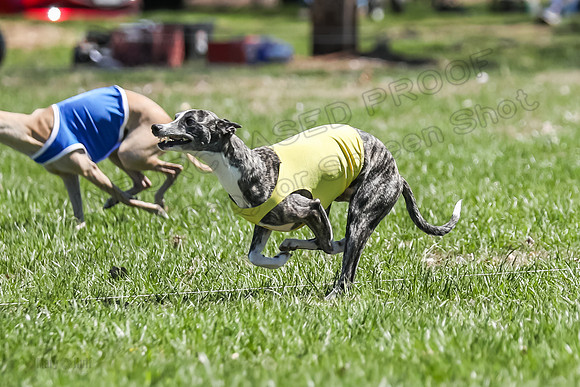 3 Finals Fch A-4, Prim Whisper Harley-5145