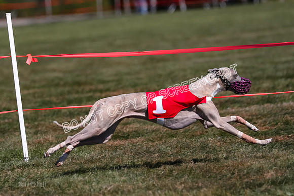 Prg 3, Race 10, Blitz Moonstruck Fortuna Tipa-2205