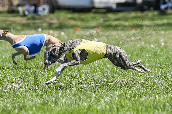 3 Finals Fch A-4, Prim Whisper Harley-5143