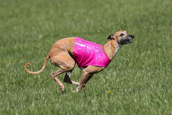 1 Prelim Vet A-1, Karmen Smooch Carney-8414