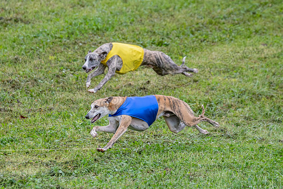 Prelims Open B1, Maverick Checkmate Sparky-3490