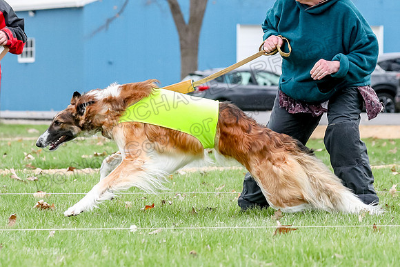 2 Finals Borzoi Open, Bene-9354