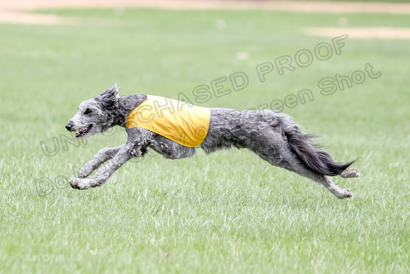 1 Prelims LCI Ellie-0045