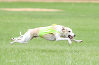 1 Prelims Whippet Open, Reno Wyatt-9212