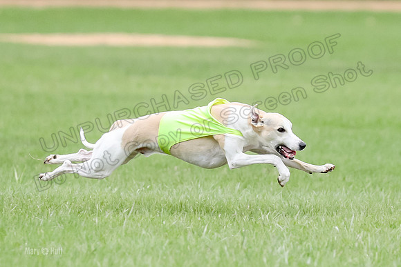 1 Prelims Whippet Open, Reno Wyatt-9212