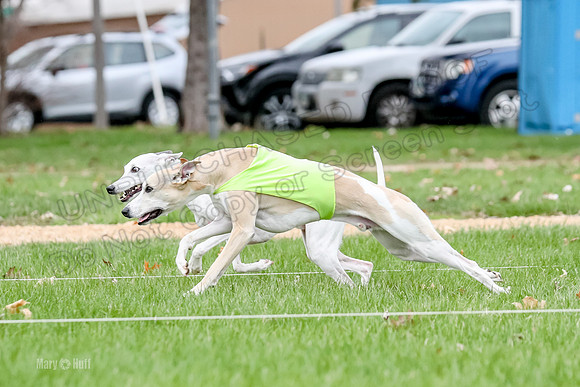 2 Finals Whippet Open, Reno Wyatt-9385