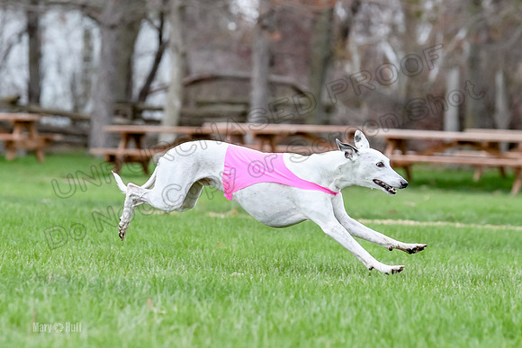 2 Finals Whippet Open, Reno Wyatt-9399