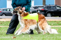 2 Finals Borzoi Open, Bene-9353